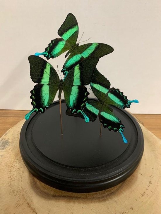 Stolp met Papilio Blumei (3)