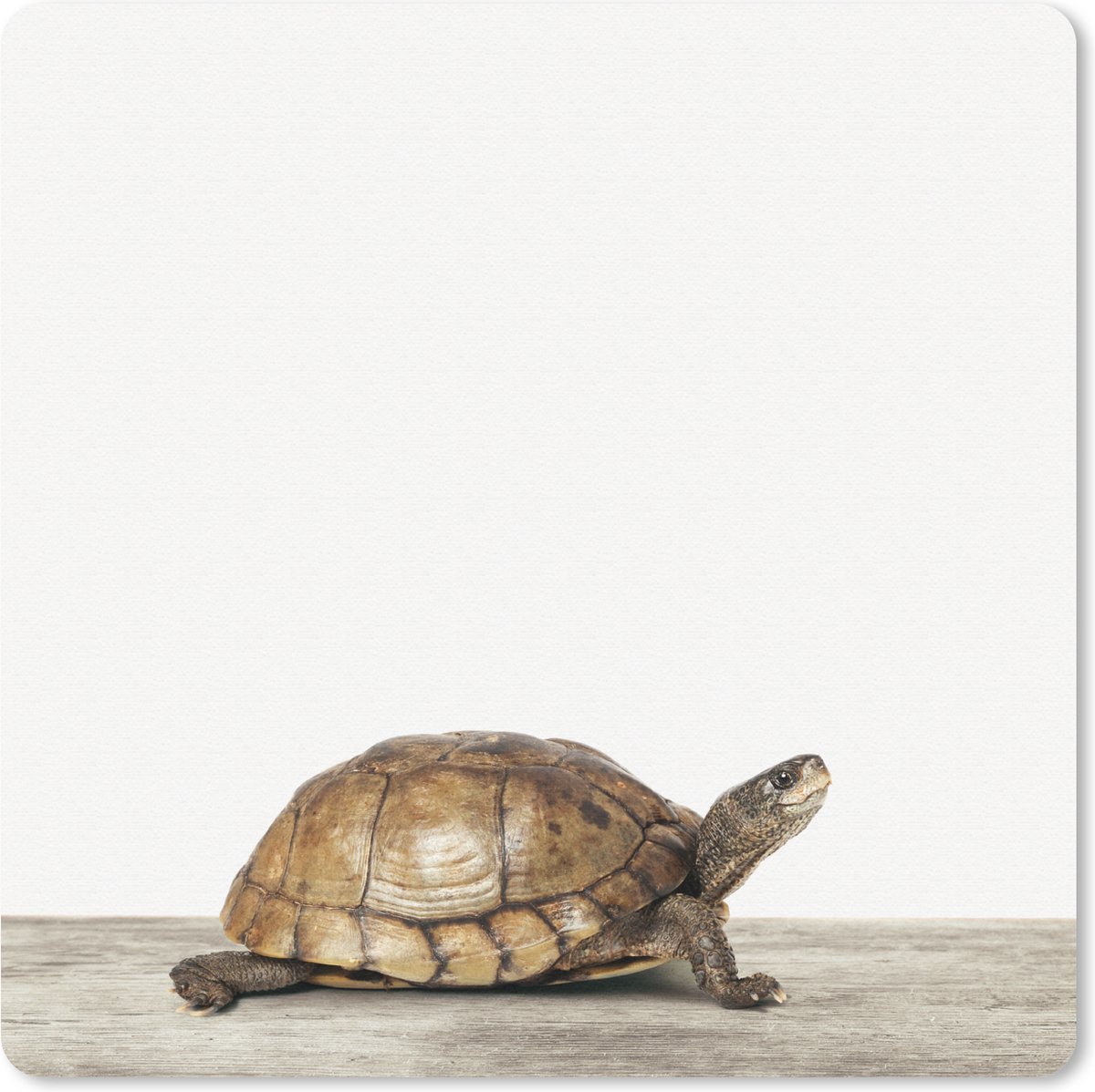Muismat Animalprintshop - Schildpad dierenprint muismat rubber - 20x20 cm - Muismat met foto