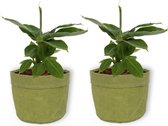 2x Kamerplant Musa Tropicana - Bananenplant - ± 30cm hoog - 12cm diameter - in groene sierzak