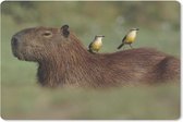 Muismat Capibara - Twee vogels zitten op een Capibara muismat rubber - 27x18 cm - Muismat met foto