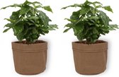 2x Kamerplant Coffea Arabica – Koffieplant - ± 25cm hoog – 12 cm diameter - in bruine sierzak
