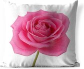 Sierkussen Roze roos voor buiten - Close-up van enkele roze roos op witte achtergrond - 50x50 cm - vierkant weerbestendig tuinkussen / tuinmeubelkussen van polyester