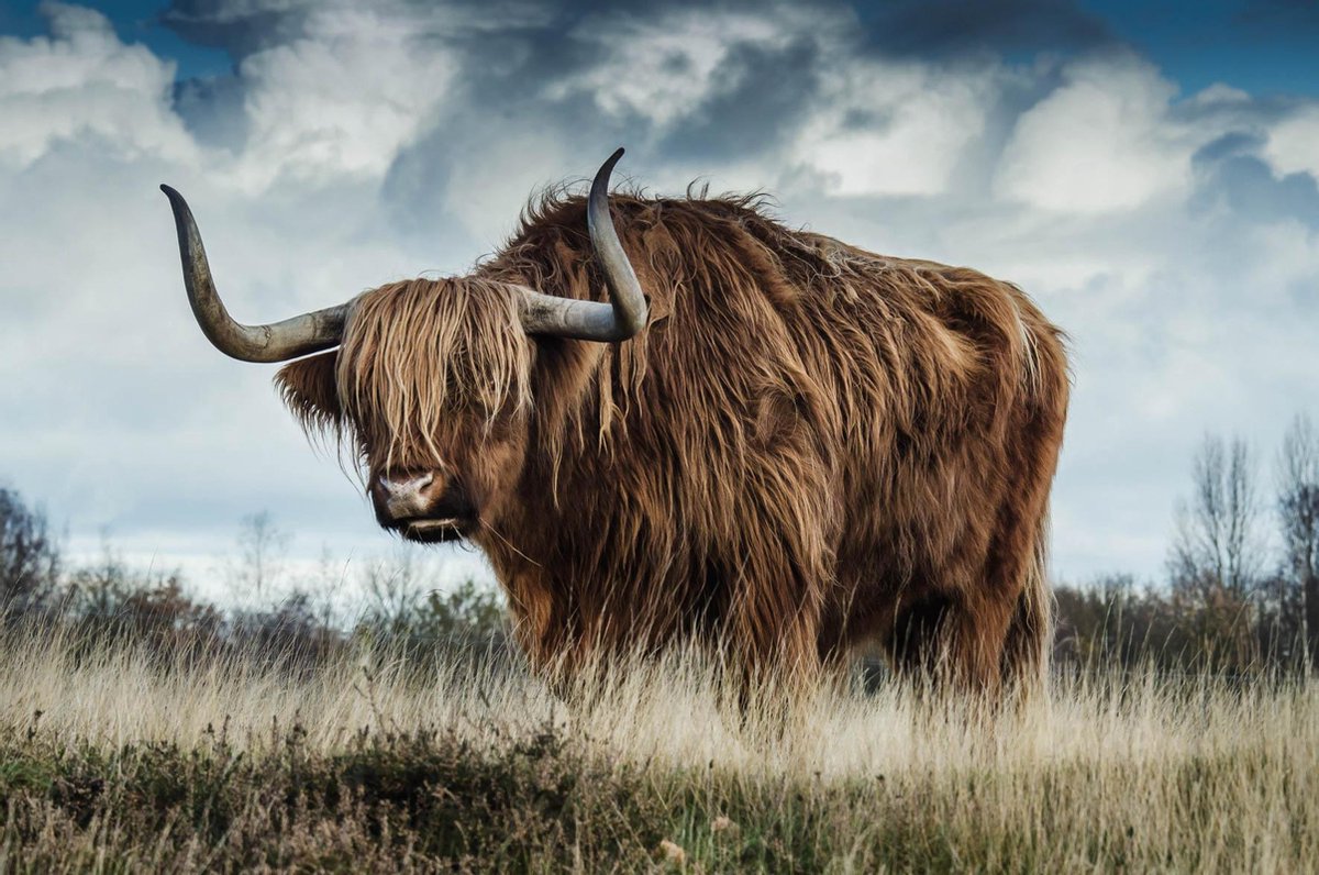 - european wildlife 009 | urban | 148x98cm - wit - 148x98x