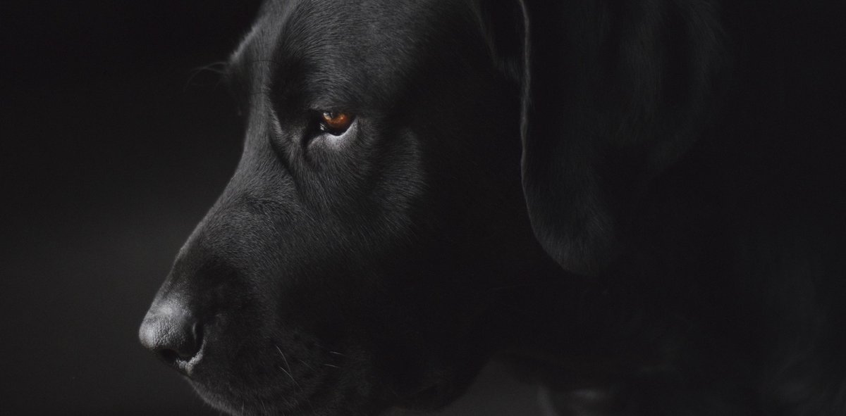 Schilderij - labrador - hond - Collectie faces - Dibond wit - 98x48cm