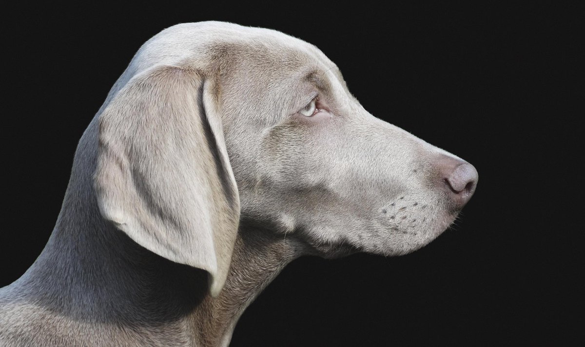 Schilderij - hond - weimarse - Collectie faces - Glas - 118x70cm