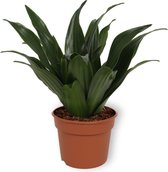 Kamerplant Draecena Compacta – Drakenbloedboom - ± 25cm hoog – 12 cm diameter