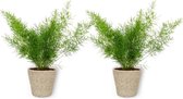 2x Kamerplant Asparagus Sprengeri - Sierasperge - ± 25cm hoog - ⌀  12cm - in beige siermand