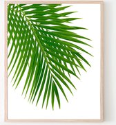 Poster Palmboom blad links - Tropisch Blad - Planten Poster - Muurdecoratie - 50x40cm - PosterCity