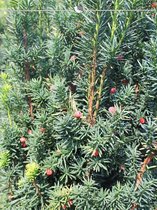 Venijnboom Taxus media Hicksii 120-140 cm, 20x Haagplant