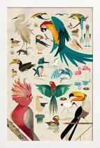 JUNIQE - Poster in houten lijst Vintage vogels -60x90 /Kleurrijk