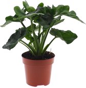 Kamerplant van Botanicly – Philodendron Atom – Hoogte: 29 cm