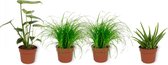 Set van 4 Kamerplanten - 2x Cyperus Zumula & 1x Aloe Vera Clumb & 1x Monstera Deliciosa - ± 25cm hoog - 12cm diameter