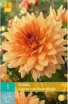 X 1 DAHLIA GLORIE VAN NOORDWIJK I