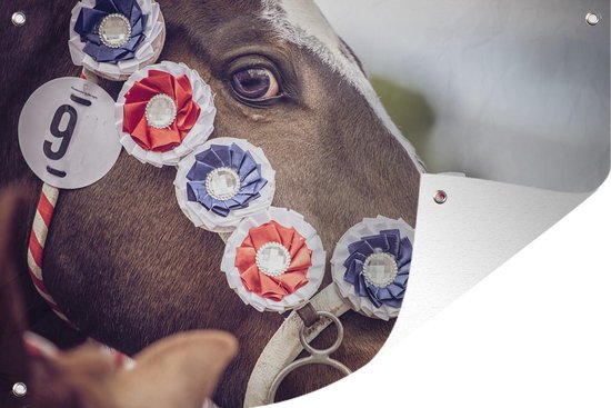 91 dées de Coffure pour cheval | cheval, coffure, equtaton 91 dées de Coffure pour cheval | cheval, coffure, equtaton