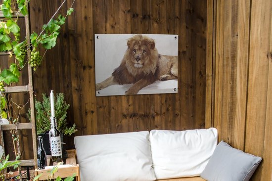 Affiche de jardin Lion relaxant sur fond blanc Toile en vrac 80x60 cm - Toile de jardin / Toile d'extérieur / Peintures pour l'extérieur (décoration de jardin)