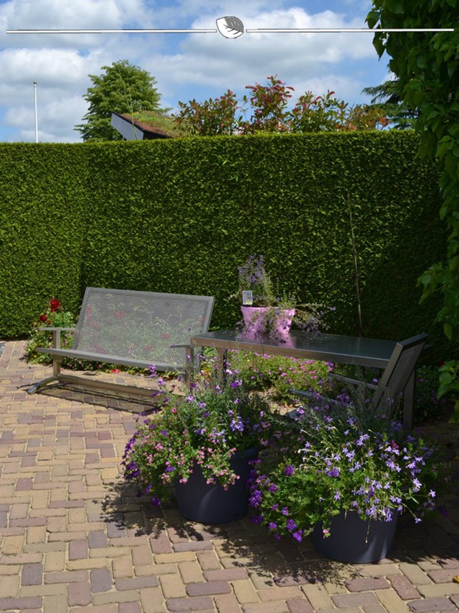 Westerse Levensboom Thuja Brabant 140-160 cm, 25x Haagplant