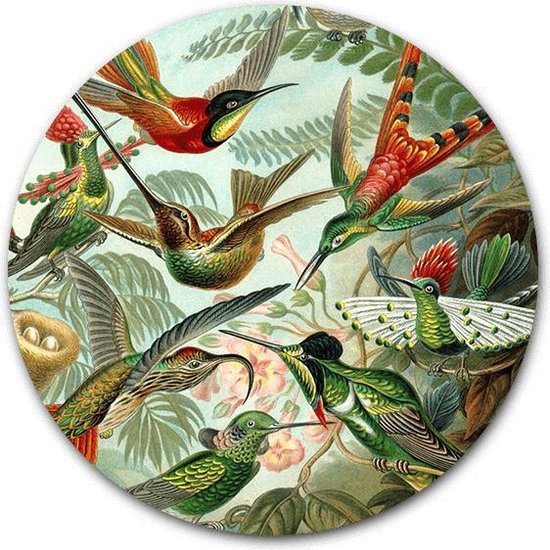 Wandcirkel Kolibries op hout - WallCatcher | Multiplex 60 cm rond | Meesterwerk van Ernst Haeckel| Houten muurcirkel Oude Meesters kunstwerken