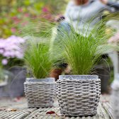 Vedergras Stipa 'Ponytails' bruin - Winterhard- ↑ 30-60 cm - Pot-Ø 14 cm