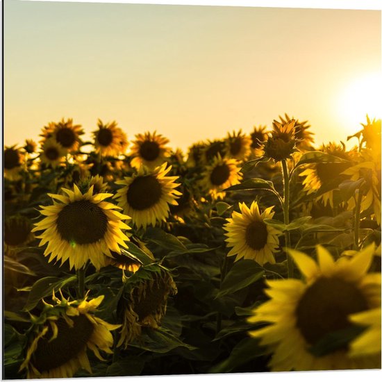 Dibond - Zonnebloemenveld met Zomerse Zon - 80x80cm Foto op Aluminium (Met Ophangsysteem)