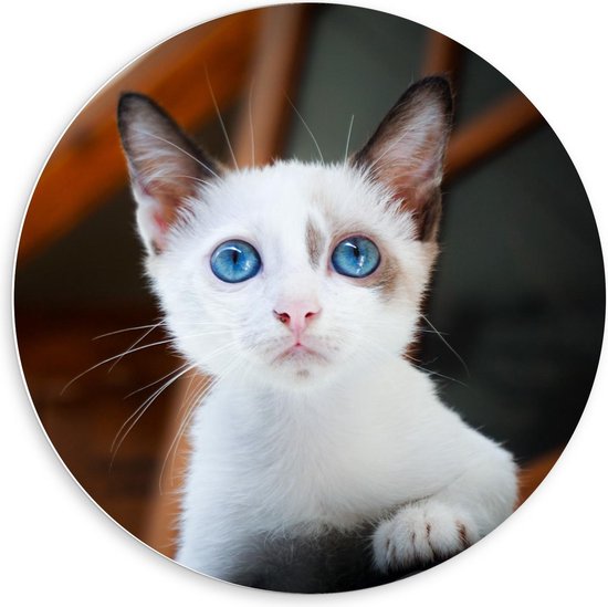 Forex Wandcirkel - Witte Kitten met Blauwe Ogen - 60x60cm Foto op Wandcirkel (met ophangsysteem)