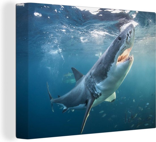 Canvas Schilderij Grote witte haai vlakbij het wateroppervlak - 80x60 cm - Wanddecoratie
