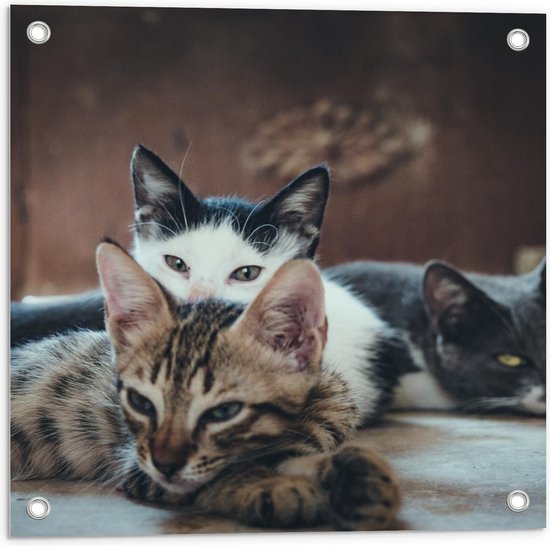 Tuinposter – Drie Slapende Katten - 50x50cm Foto op Tuinposter  (wanddecoratie voor buiten en binnen)