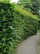 Haagbeuk Carpinus betulus 150-175 cm in Pot, 8x Haagplant