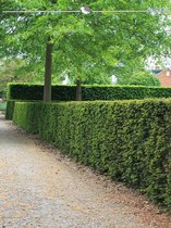 Venijnboom Taxus baccata 30-40 cm, 15x Haagplant