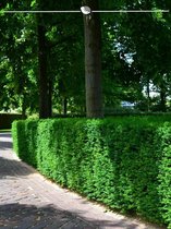 Venijnboom Taxus baccata 100-120 cm, 3x Haagplant