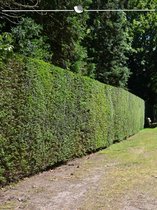 Venijnboom Taxus baccata 160-180 cm, 20x Haagplant