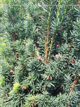 Venijnboom Taxus media Hicksii 120-140 cm, 30x Haagplant