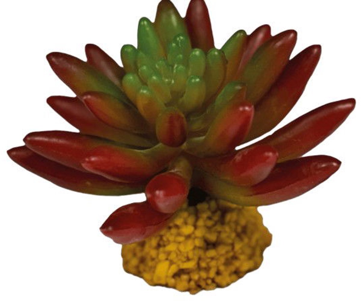 Repto - Plant succulent red