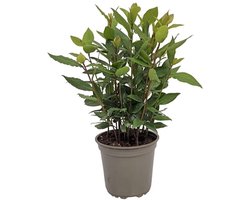 JUNAVERA Laurier (Laurus nobilis) - Aromatische mediterrane kruidenplant - 14 cm pot - ca. 45 cm hoog