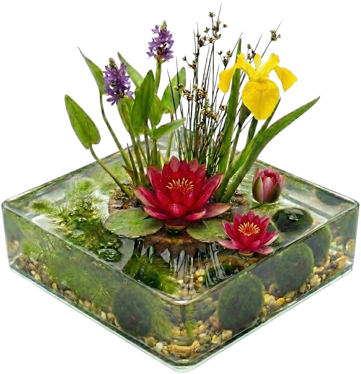 vdvelde.com - Mini vijver compleetset Rood 25-90L - 11 waterplanten incl. rode waterlelie, substraat en bacteriën - Natuurlijk filtersysteem zonder pomp - Voor helder water