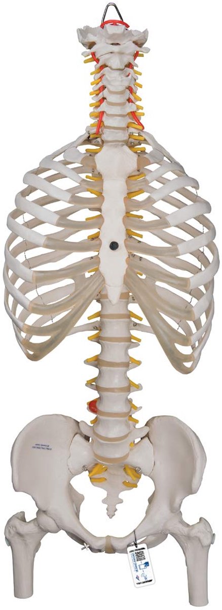 Flexibel Menselijk Wervelkolommodel met Borstkorf en Dijbeenwarmers voor Anatomieonderwijs