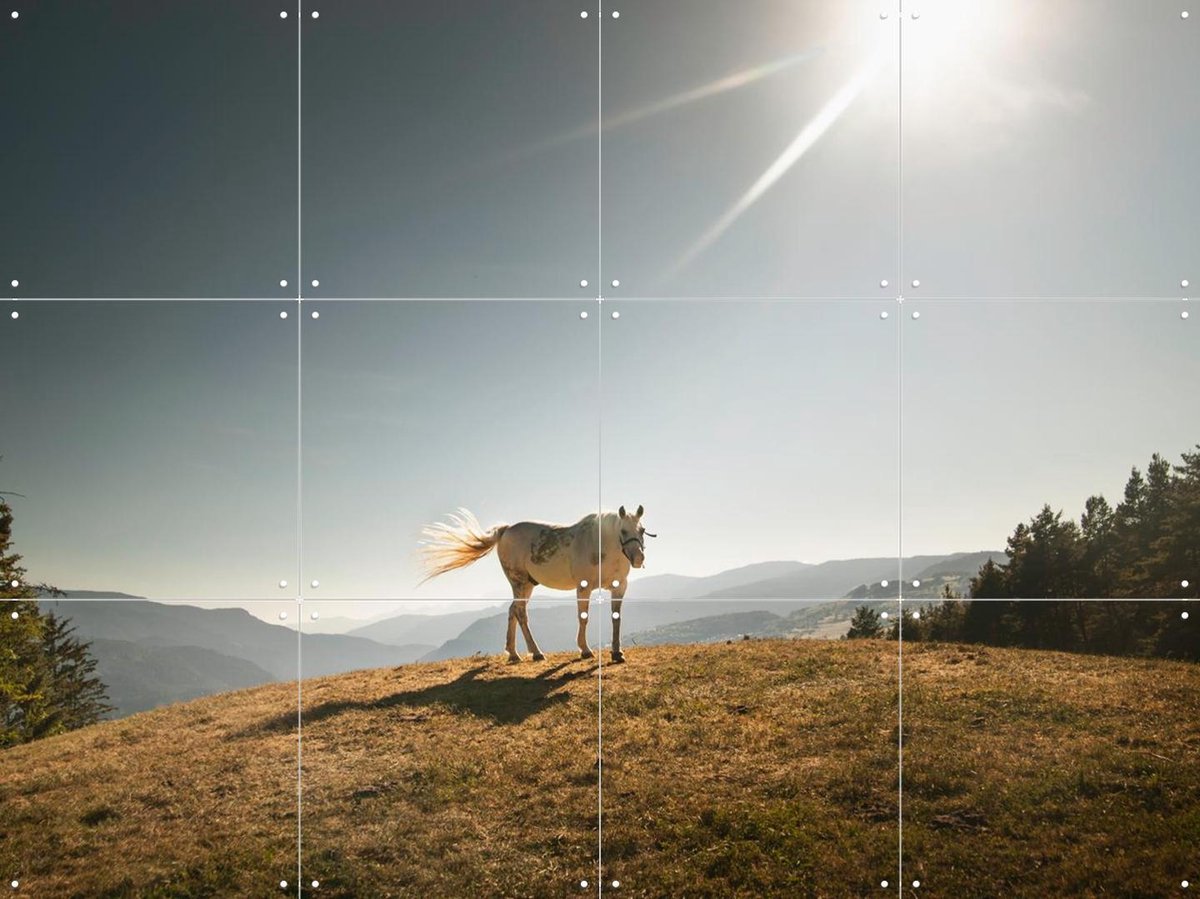 IXXI Cavalla Bianco-Italian horse, Claire Droppert - 80 x 60 cm - Gratis ophangtool - Grote wanddecoratie en posters - Fotografie, Naturalisme