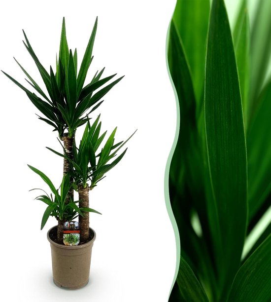 Green boutiQ - Kamerplant - Yucca elephantipes - Yucca - Weinig onderhoud - Groen - 1 - Pot 21cm - Hoogte 100cm