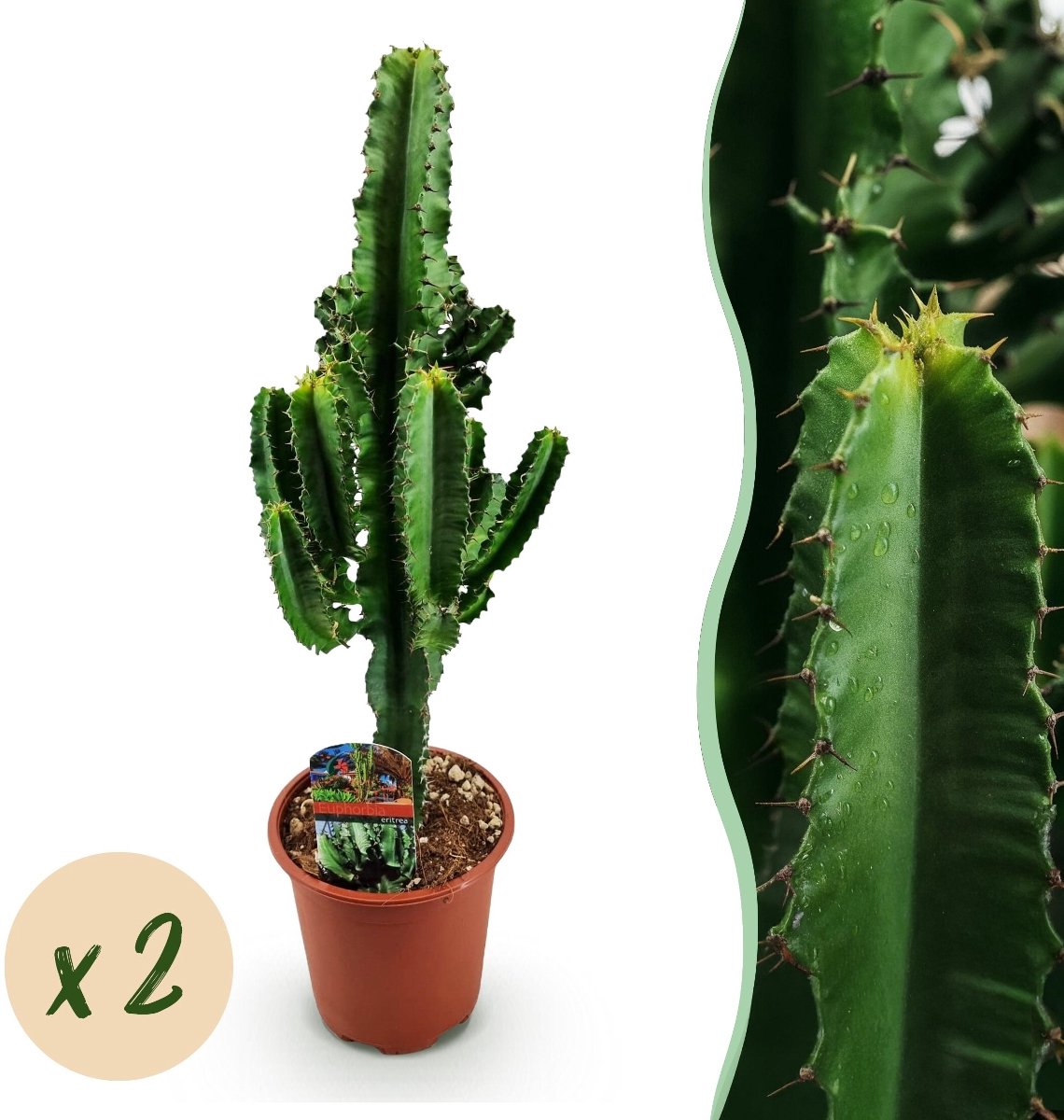 Green boutiQ - Kamerplant - Euphorbia eritrea - Afrikaanse melkboom - Weinig onderhoud - Groen - 2 - Pot 17cm - Hoogte 60cm