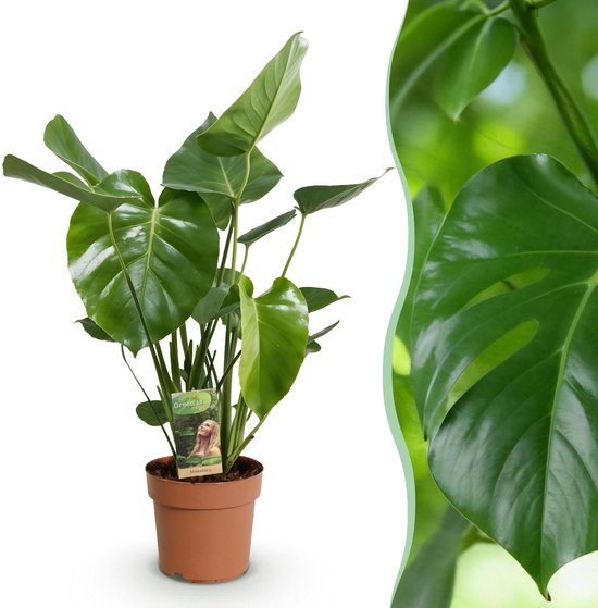 Green BoutiQ - Kamerplanten - Monstera Deliciosa - Gatenplant - Weinig onderhoud - Groen - 1 Plant - Pot 21cm - Hoogte 70-80cm
