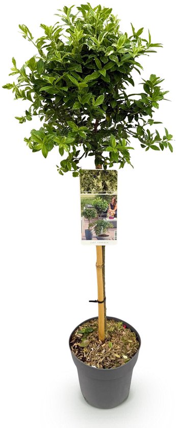 Euonymus fortunei Harlequin op stam met groen-wit blad.