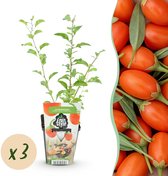 Green boutiQ - Fruitplanten - Goijbes - Lycium Barbarum - Winterhard - 3 Planten - Pot 9 cm - Oranje - Rode Vrucht