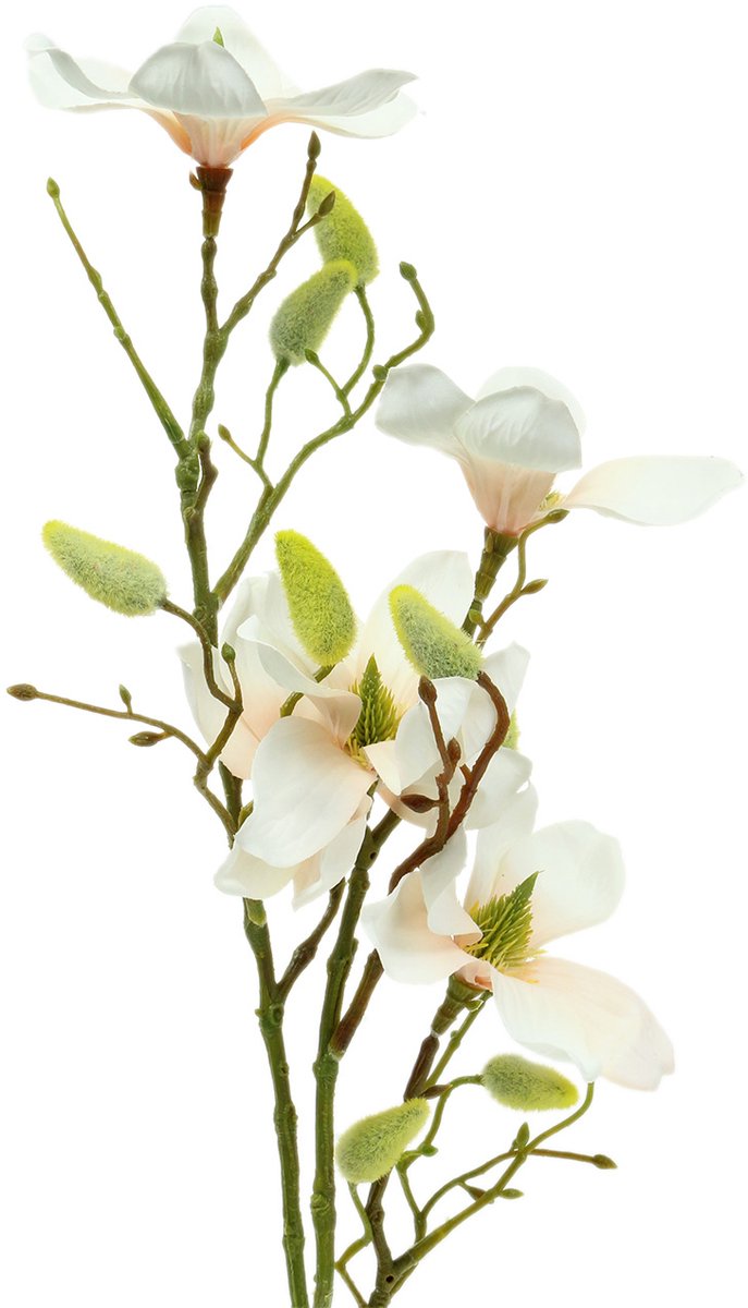 Magnolia Perzik 85cm