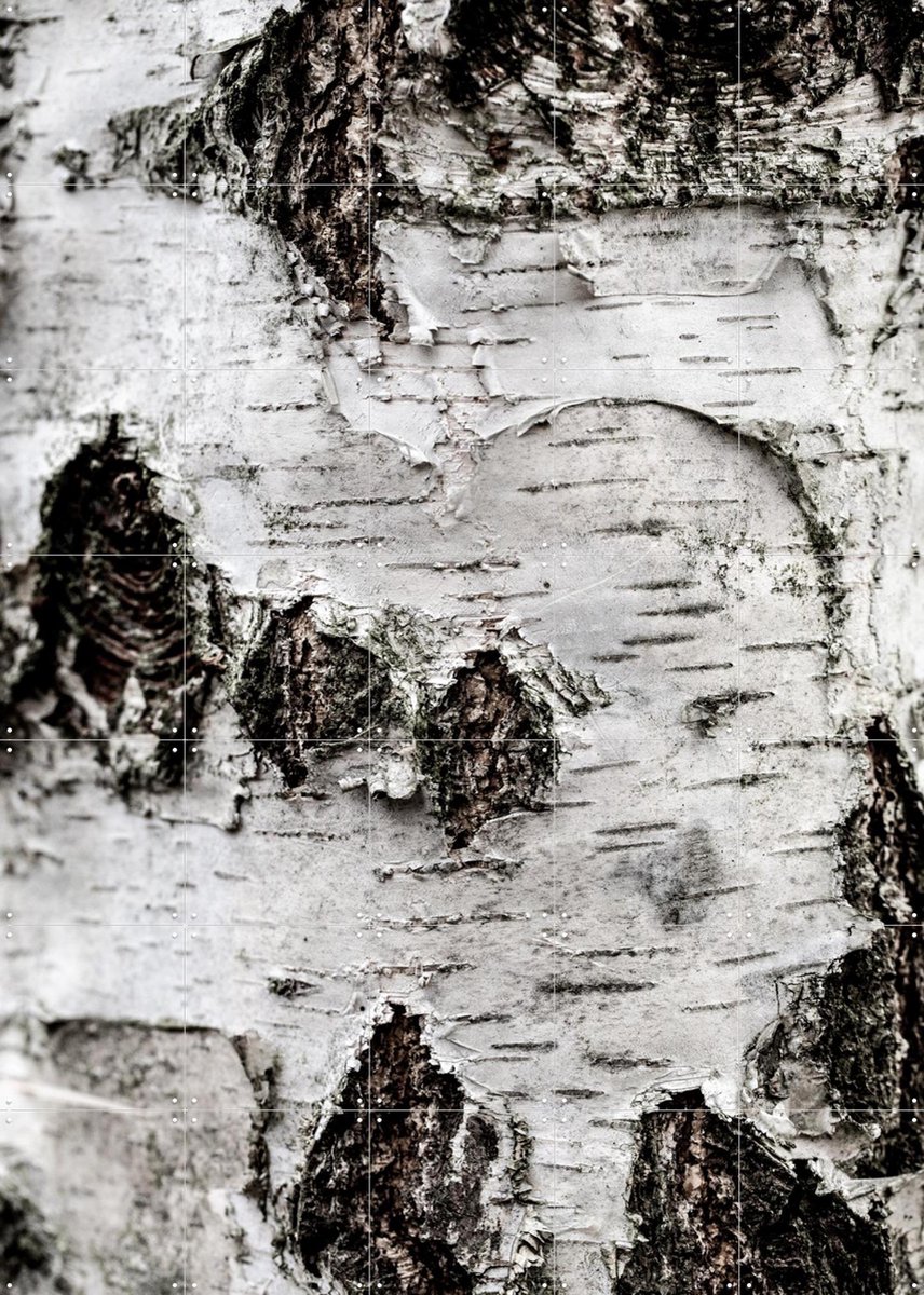 IXXI Birch Tree 2, Mareike Böhmer - 100 x 140 cm - Gratis ophangtool - Grote wanddecoratie en posters - Fotografie, Naturalisme, Woonkamer