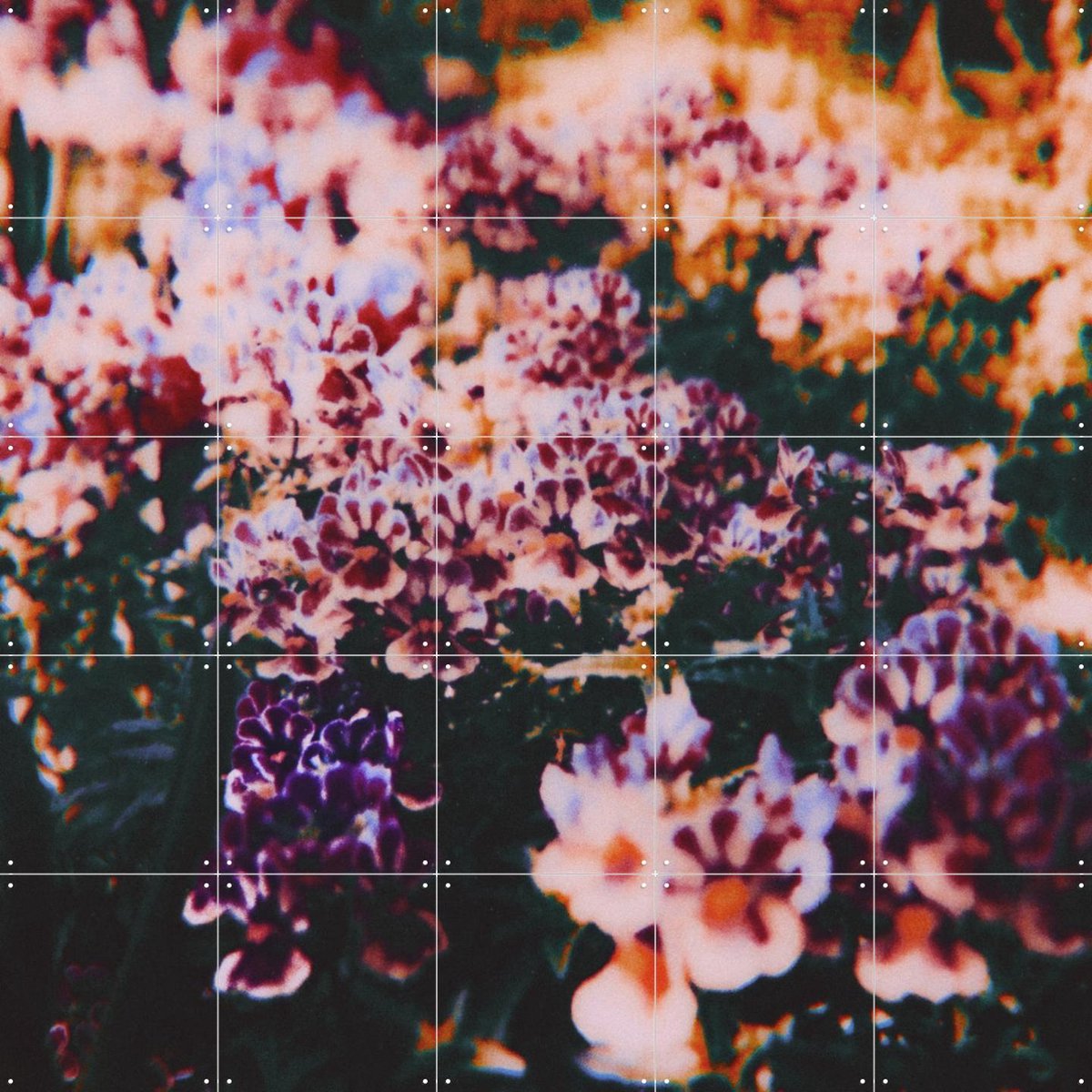 IXXI In Full Bloom, Amber Lauder - 100 x 100 cm - Gratis ophangtool - Grote wanddecoratie en posters - Kleurrijk, Fotografie, Naturalisme, Woonkamer