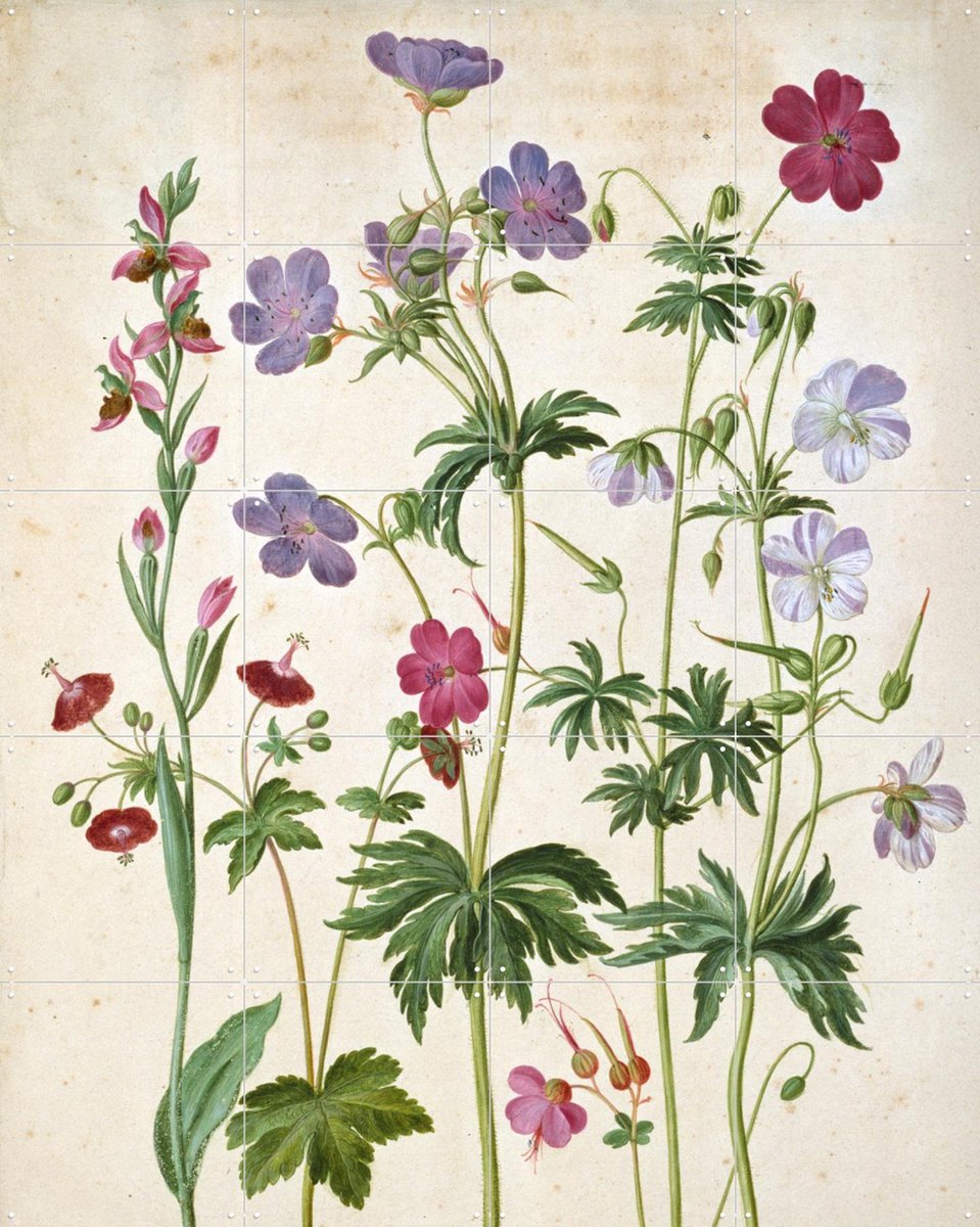IXXI Watercolour, Johann Jakob Walther & Victoria and Albert Museum - 80 x 100 cm - Gratis ophangtool - Grote wanddecoratie en posters - Naturalisme