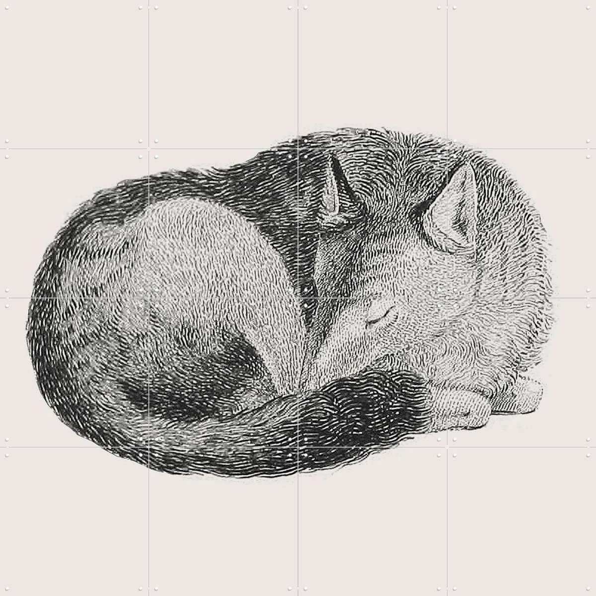 IXXI Sleeping Fox light, IXXI - 80 x 80 cm - Gratis ophangtool - Grote wanddecoratie en posters - Houtsnede, Vintage, Illustraties, Line art