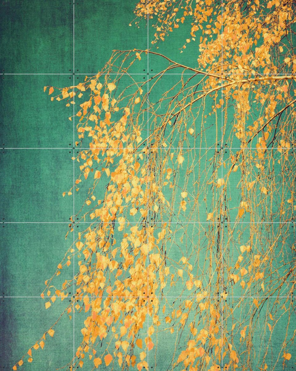 IXXI Silver Birch Tree, Ingrid Beddoes - 80 x 100 cm - Gratis ophangtool - Grote wanddecoratie en posters - Fotografie, Naturalisme, Kleurrijk