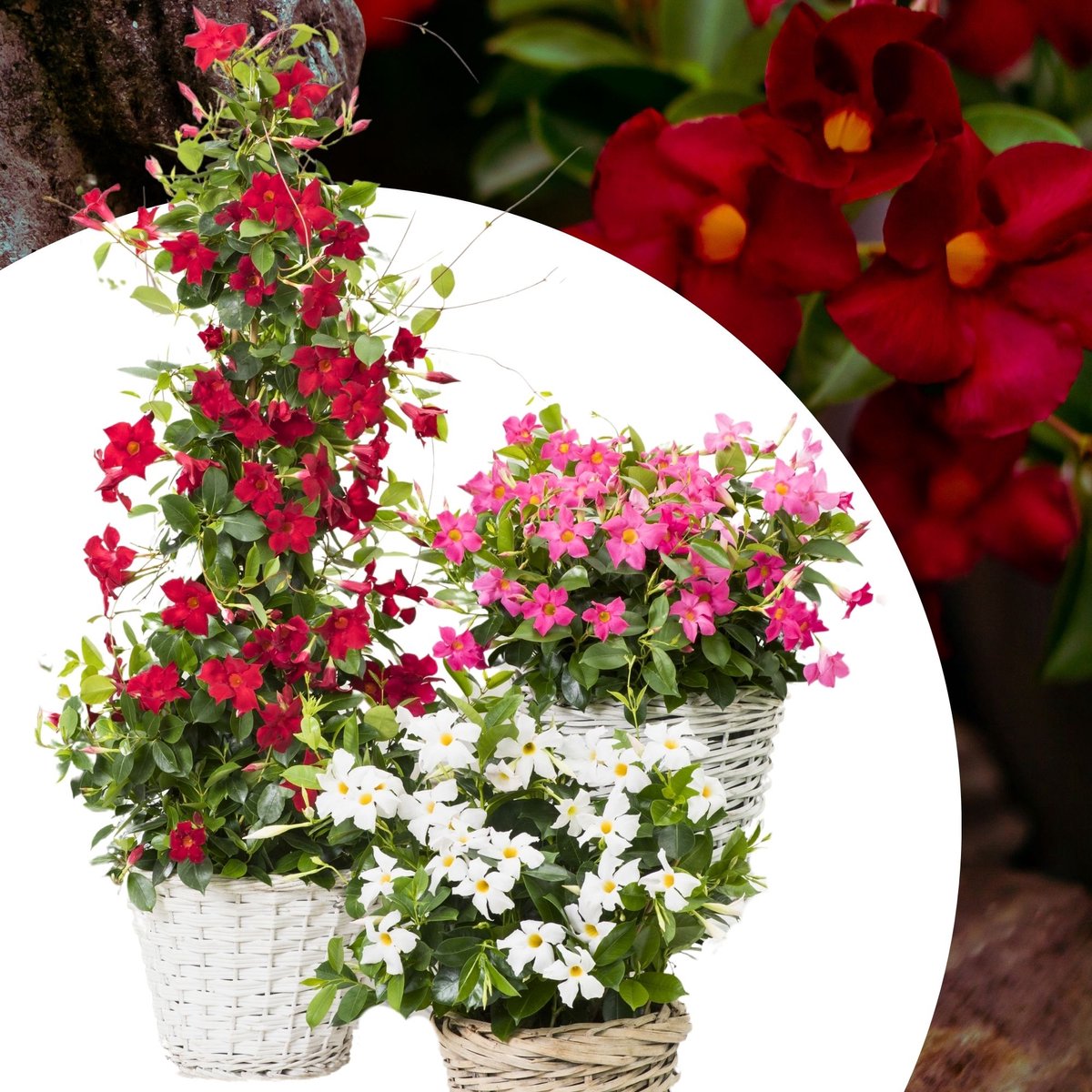 Dipladenia (Dipladenia) - Mandevilla / - Braziliaanse Jasmijn Mix - (Ook)-Voor in huis - Bijen-Vlinders - Klimplant - bloeit in Juni / Juli / Augustus