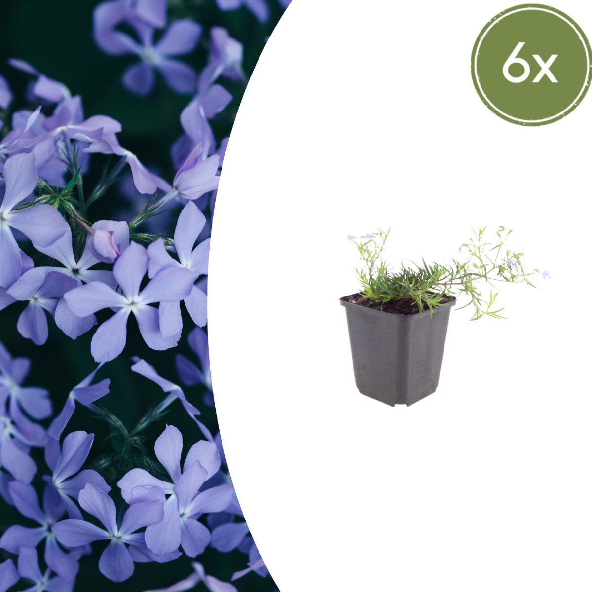Tuinplantenshop.com | Phlox (S) 'Emerald Cushion Blue' | 6 stuks - Ø9cm - 10-25cm hoog - Tuinplant