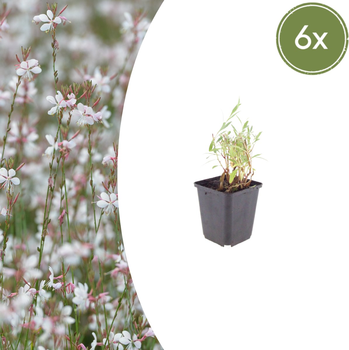 Tuinplantenshop.com | Gaura lindheimeri | 6 stuks - Ø9cm - 10-25cm hoog - Tuinplant